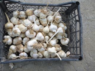 Romanian garlic, untreated, production 2020, "in tails" or cleaned.