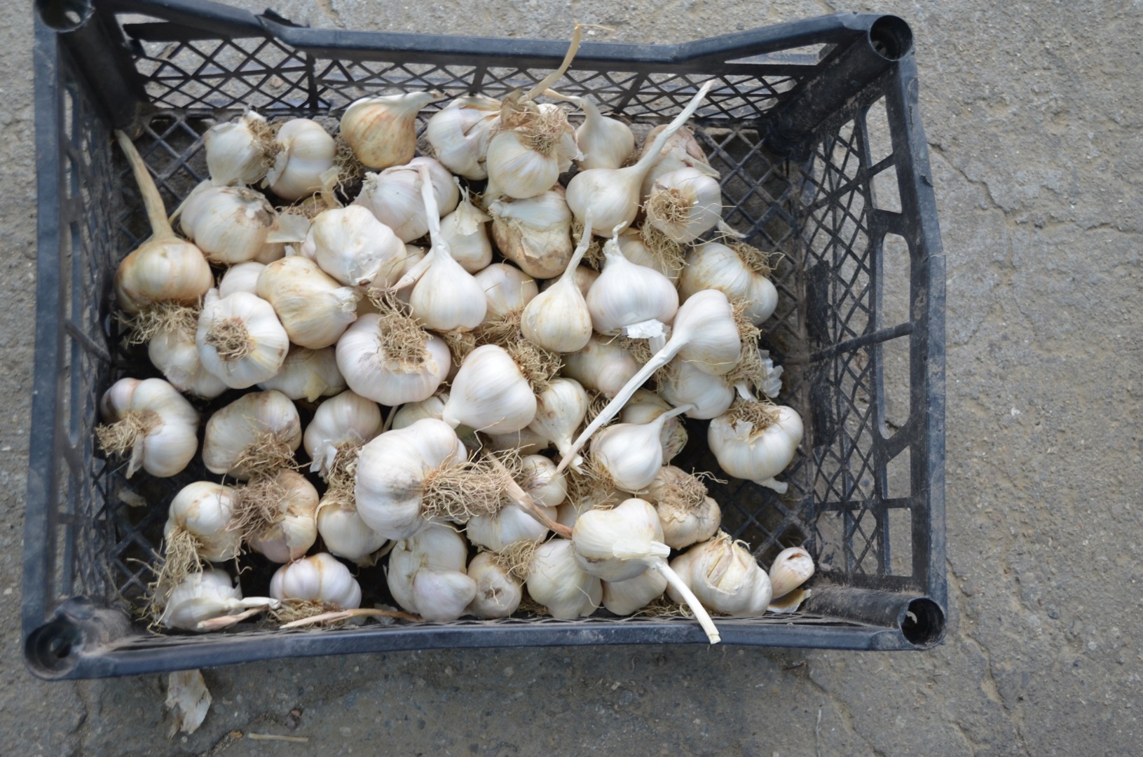 Romanian garlic, untreated, production 2020, "in tails" or cleaned