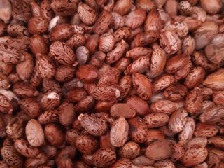 2020 production in the ecosystem. 40 euro / kg