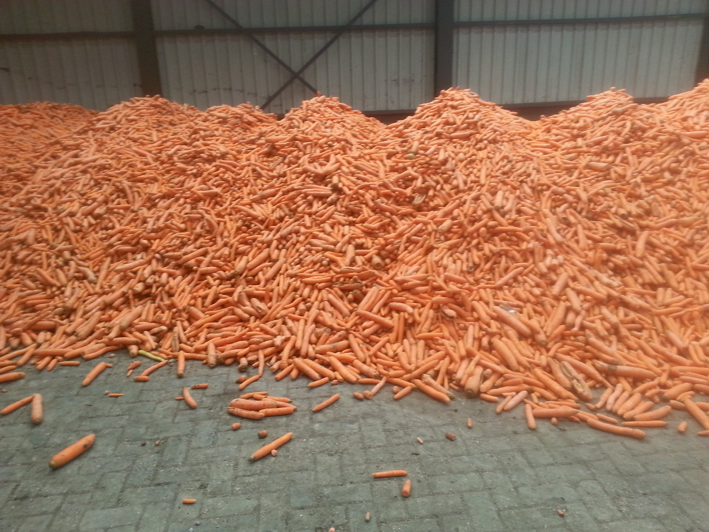 hello sir/madam,please let me offer you my various sizes and classes of carrots for consumption and processing.please feel free to contact me further for