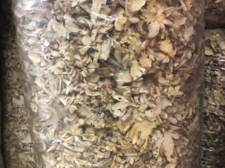 I will sell dried oyster mushroom in bags of