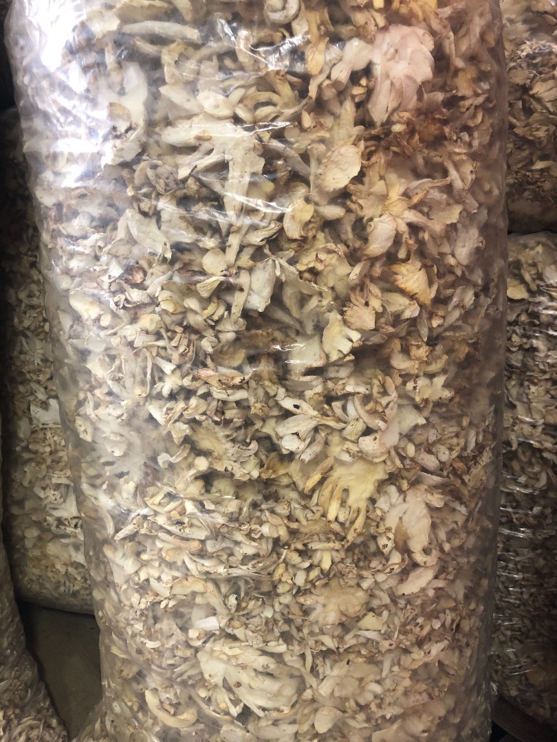 I will sell dried oyster mushroom in bags of about 20-21 kg