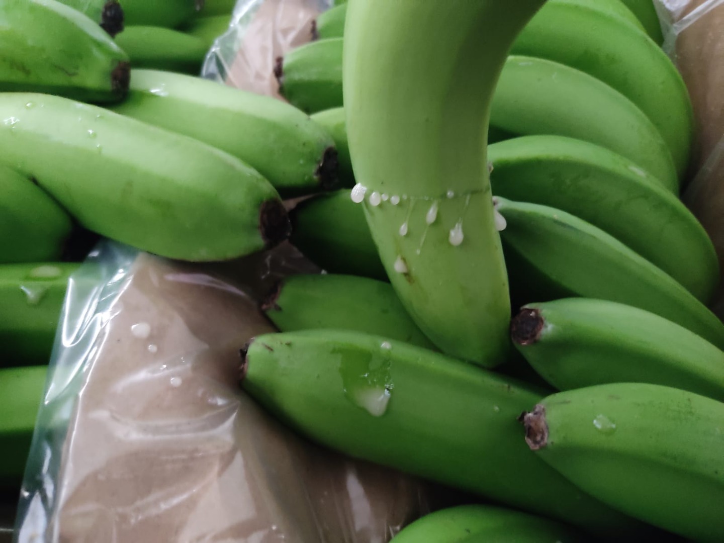 Wholesale of bananas from Turkey !!!! We sell our products in accordance with all quality standards and the needs of our customers: Compliance with all the