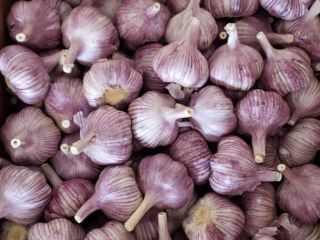 I sell garlic whole yeare round. Origin: Poland and