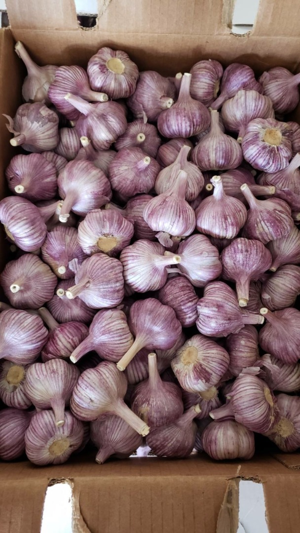 I sell garlic whole yeare round