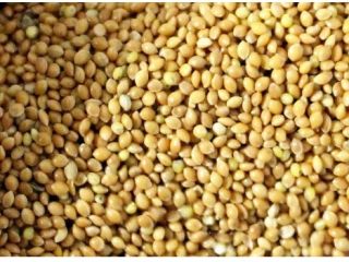 I will sell Yellow Millet (Gryczyckie) Without spraying, about