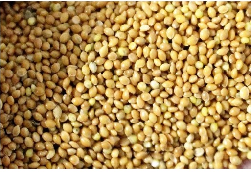 I will sell Yellow Millet (Gryczyckie) Without spraying, about 2.5 tons