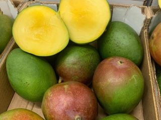 Hello, I have a second class mango for sale