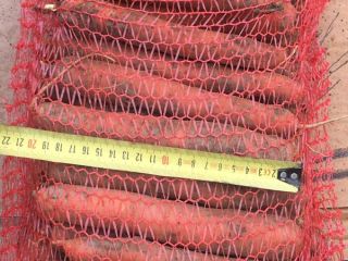 I will sell a carrot, a Dutch variety, simple,