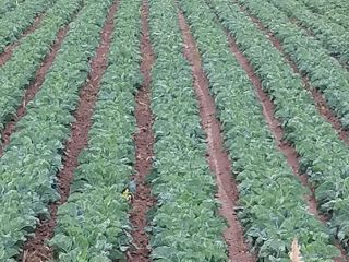 3-4 kg per head. Excellent quality. The cabbage field