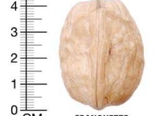 I am selling walnuts, Franquette, Jupanesti, Argesan varieties, harvested