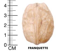 I am selling walnuts, Franquette, Jupanesti, Argesan varieties, harvested in October 2020
