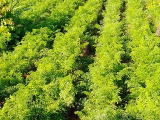 A fresh carrots for sell , I have more