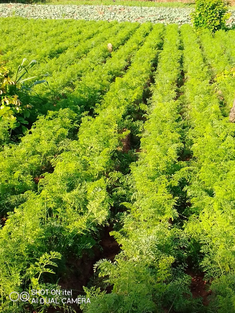 A fresh carrots for sell , I have more than 100 bags of carrots for sell.call me on for it please
