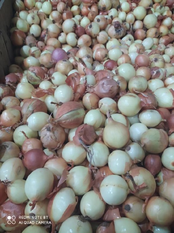 The Ukrainian company "Accent-Town" offers you peeled red and yellow onions