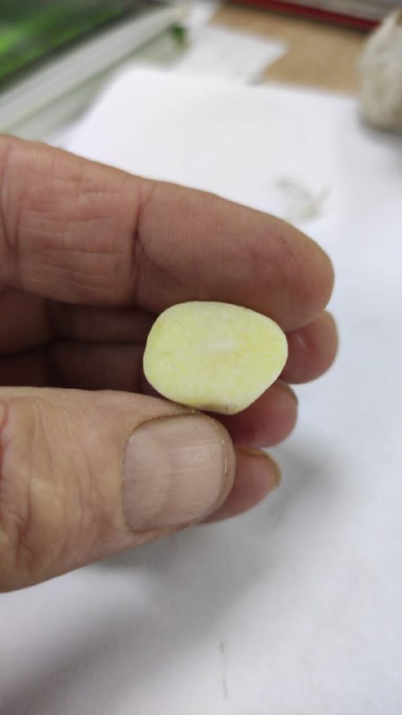 The Ukrainian company "Accent-Town" brings to your attention garlic