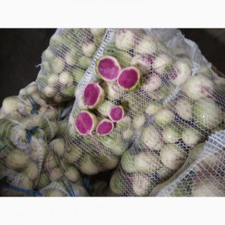 The Ukrainian company "Accent-Town" brings to your attention a white radish