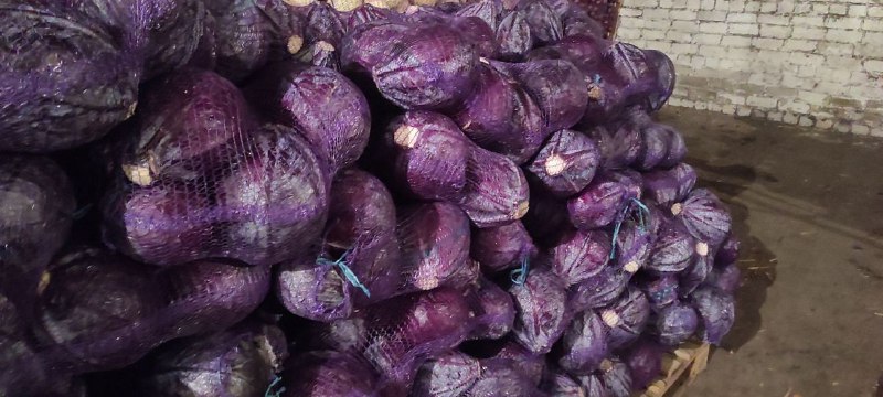 The Ukrainian company Akcent-Miasto draws attention to red cabbage