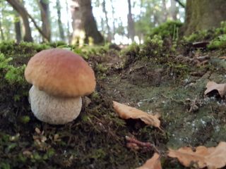 I offer dried mushrooms. Mushrooms harvested exclusively for personal
