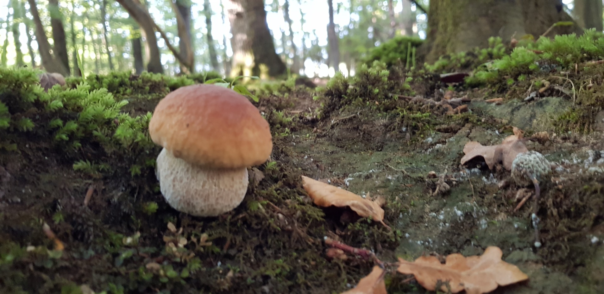 I offer dried mushrooms