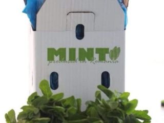 Fresh Mint