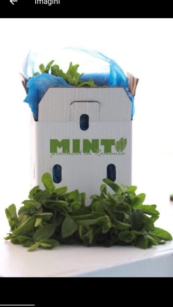 Fresh Mint
