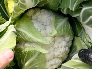 Exceptional quality cauliflower in Çanakkale, North-Western part of Turkey.