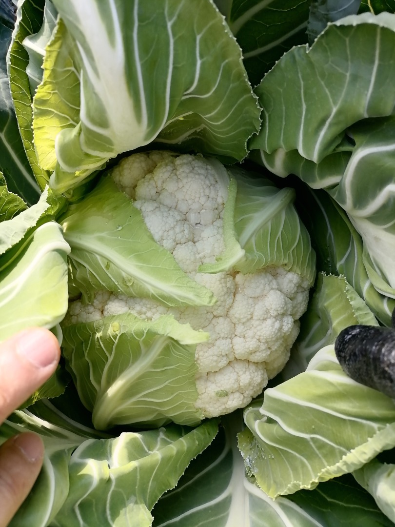Exceptional quality cauliflower in Çanakkale, North-Western part of Turkey