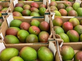 Hello, I have a second-class mango for sale by