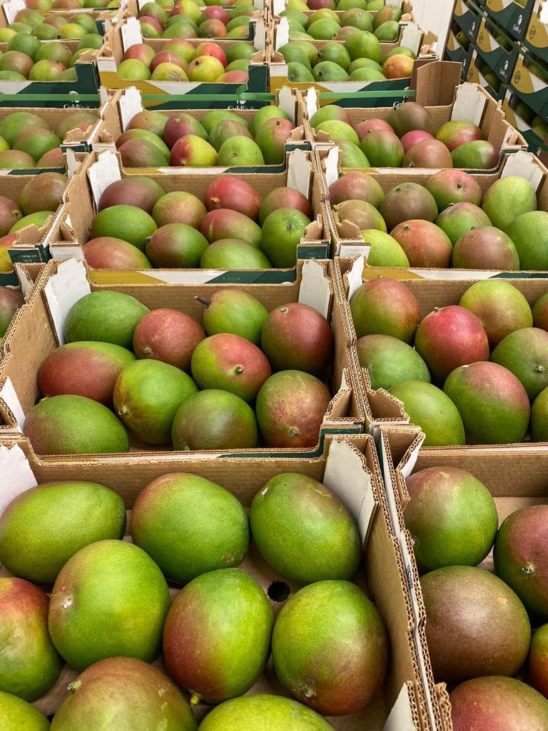 Hello, I have a second-class mango for sale by the Brazilian company Suemi and AgroDan
