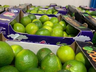 Hello, I have a lime for sale in wholesale