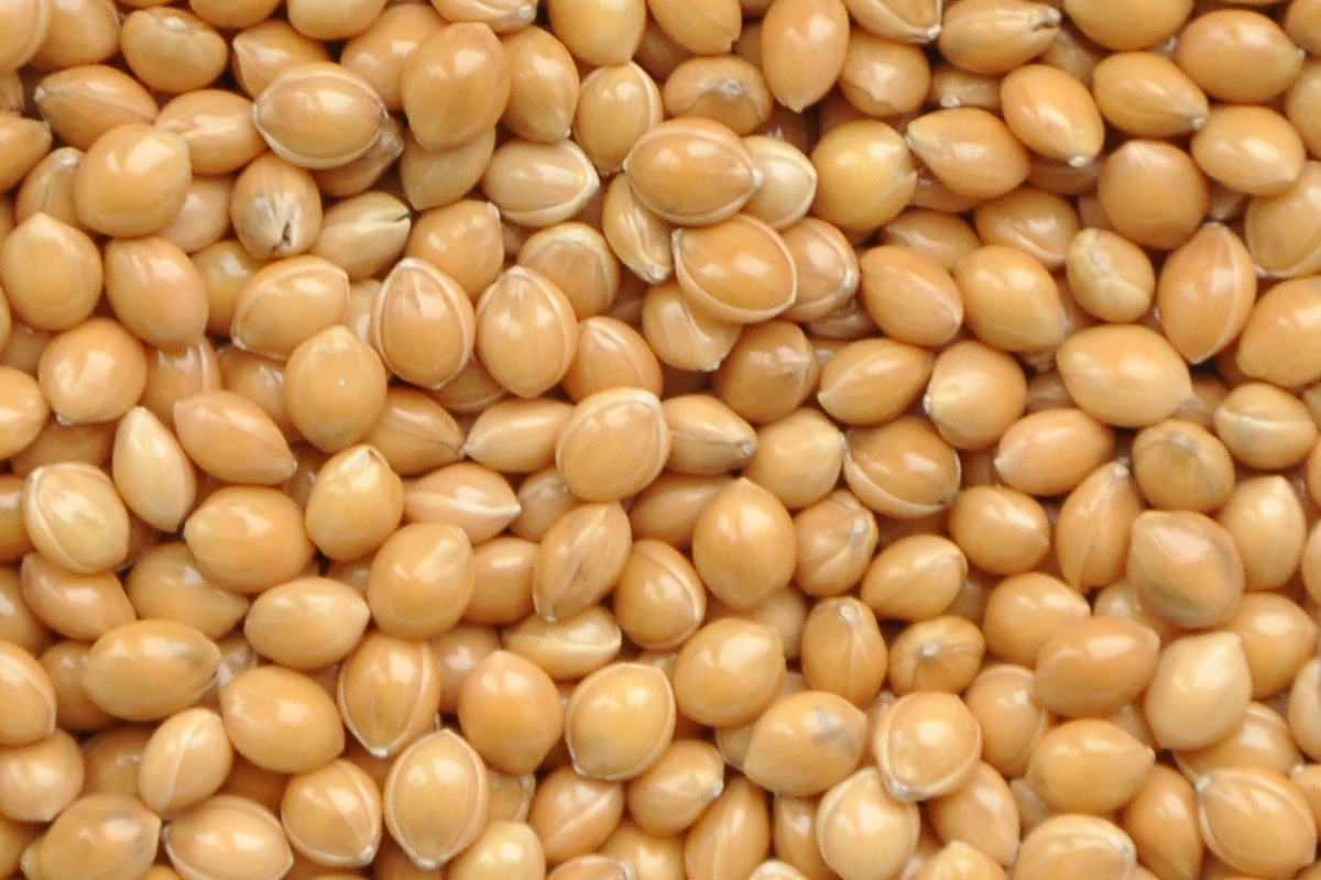 Our company has been in business contacts with European countries for over 15 years and sells the best agricultural products
