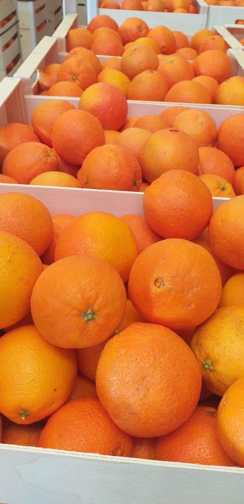 I will sell oranges navelina 22 t price per kg 4.30 delicate negotiations caliber 3-6 first class seedless Certificate Sweet and juicy