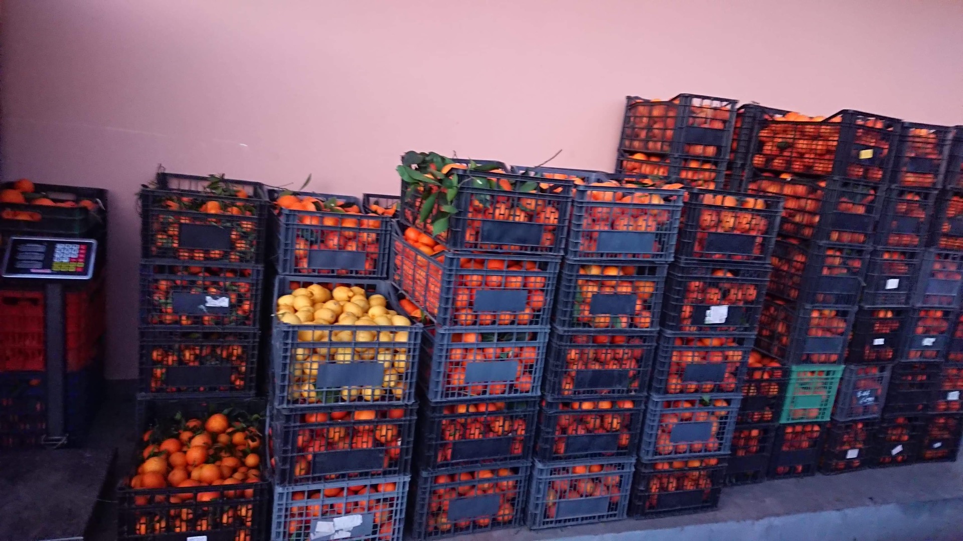 Greece oranges, 100% BIO Recently brought from Greece