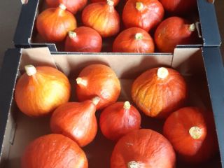 I will be selling and marketing Hokkaido pumpkins in