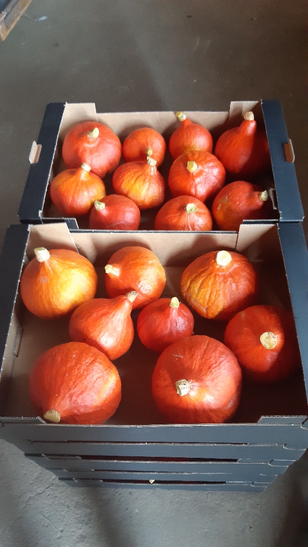 I will be selling and marketing Hokkaido pumpkins in the 2021 season