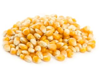 Yellow corn (maize) for animal feed.