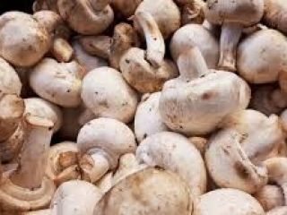 The mushroom contains an especially high amount of vitamin