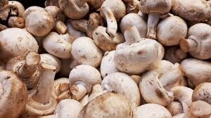 The mushroom contains an especially high amount of vitamin B and potassium