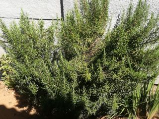 1kg of rosemary herb organically grown
