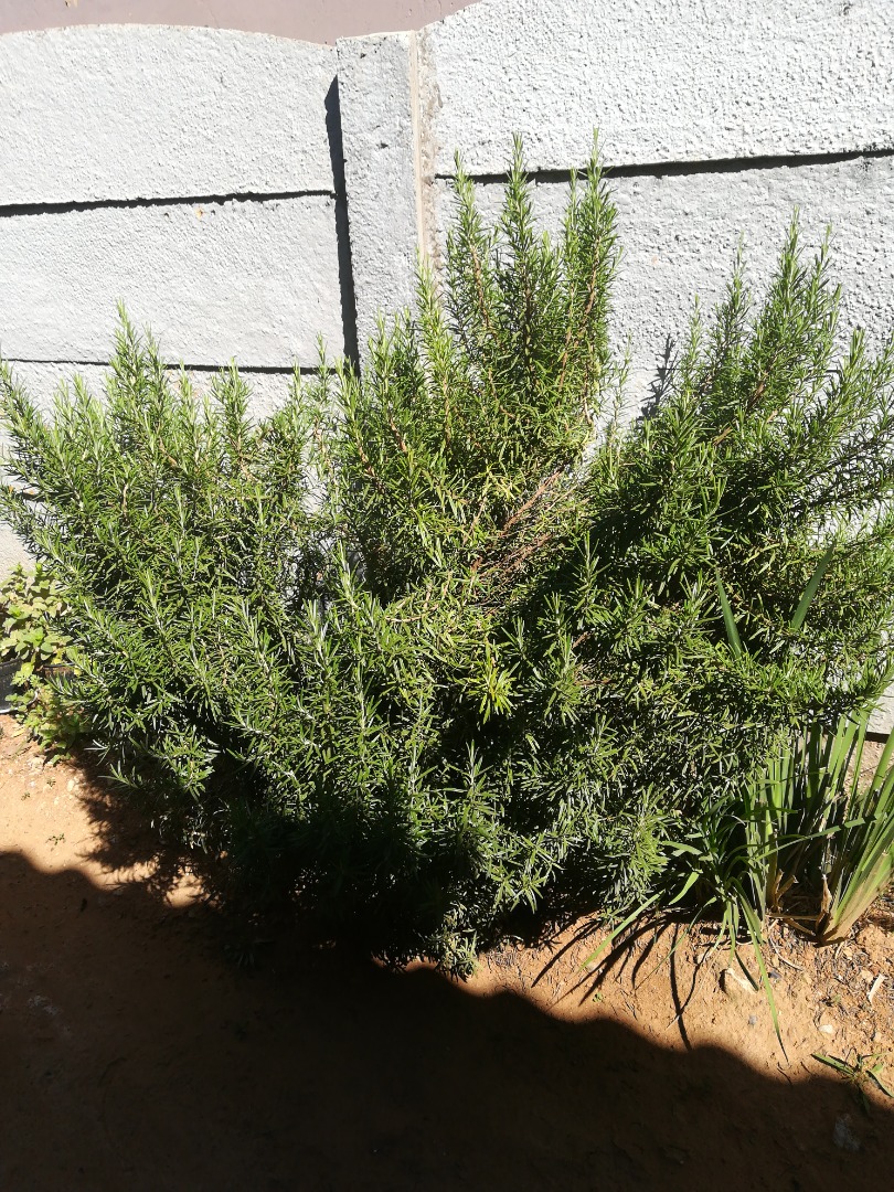 1kg of rosemary herb organically grown