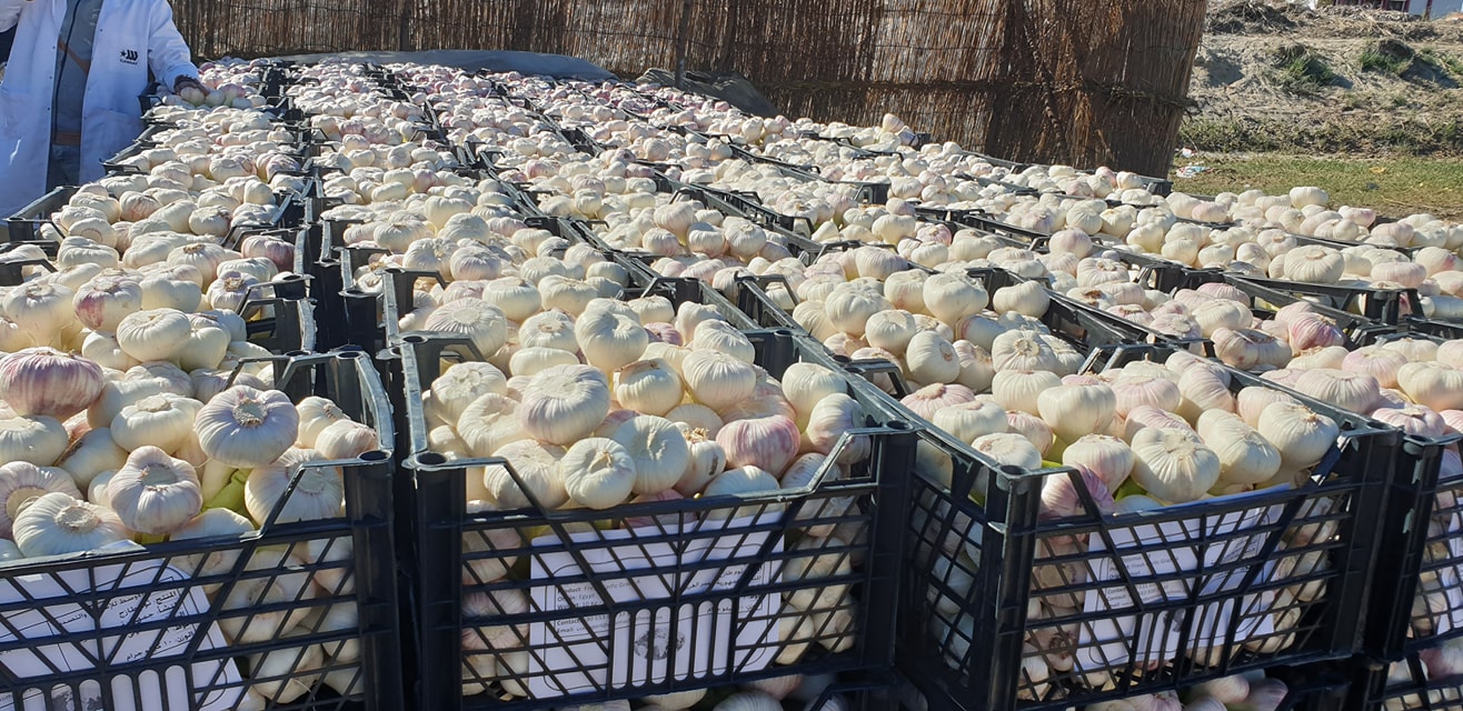 Czosnek egipski świeży i suchy dostępne opakowania świeżego i suszonego czosnku: 20 kg lub według specyfikacji klienta 5 cm: 11 cm możemy eksportować czosnek z