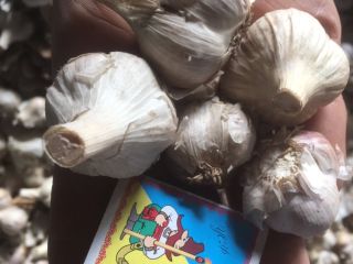 Selling garlic grade 1-2. Solid without rot.