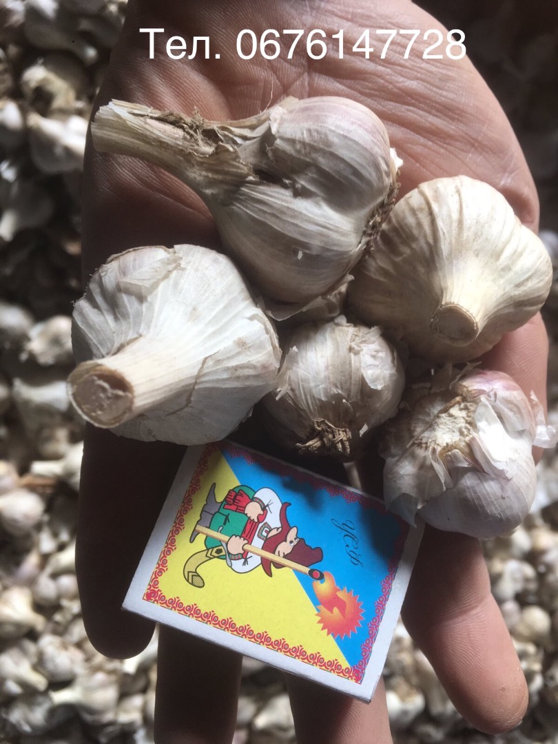 Selling garlic grade 1-2