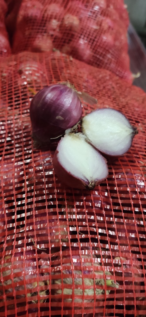Fresh onions from MYANMAR Grade A Size 3 to 5 cm