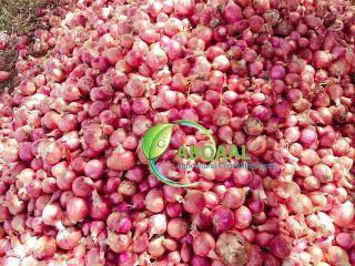 This an organic onion in Somalia. It has pure,