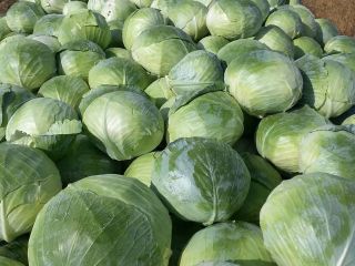 I will sell Aggresor cabbage The farm sells Aggresor