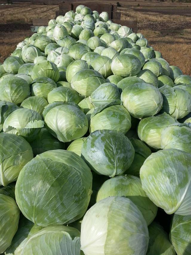 I will sell Aggresor cabbage The farm sells Aggresor cabbage