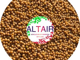 mustard. red clover high quality export product. Write to