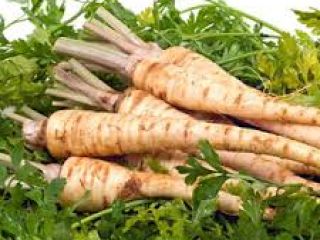Persun and paskanat root or root with leaves, at